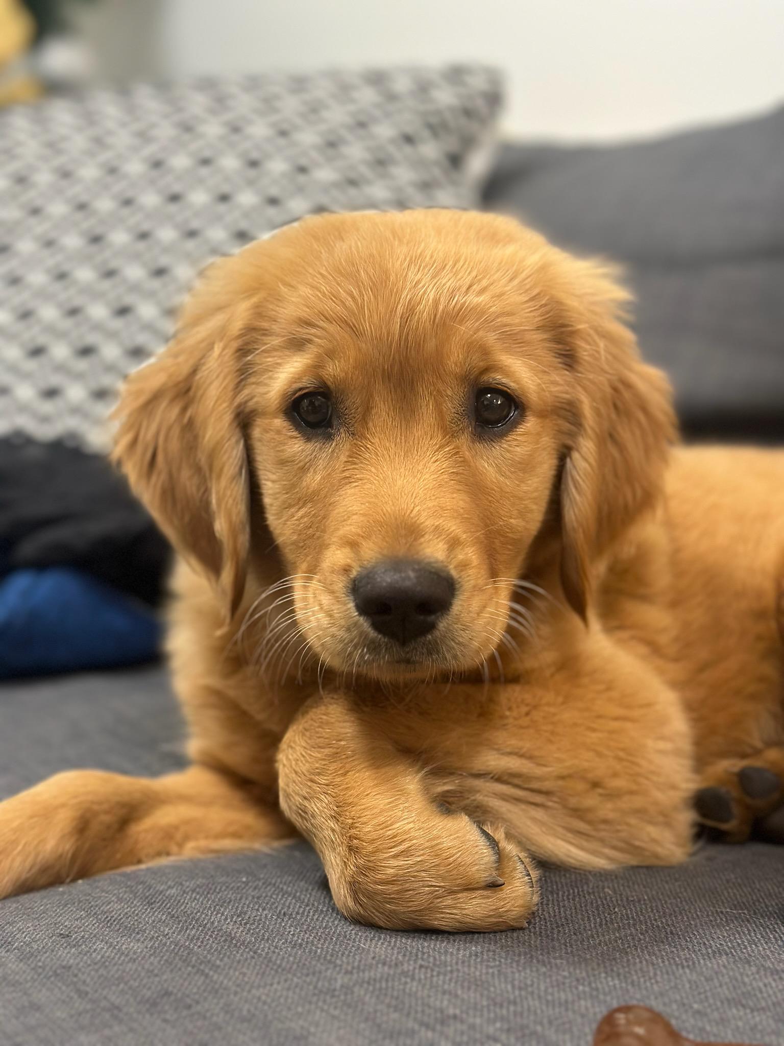 Teddy as a puppy, at home in Haarlem